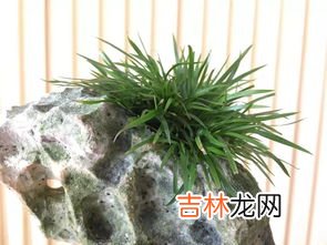 菖蒲的种类,名贵菖蒲品种