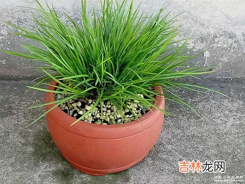 菖蒲的种类,名贵菖蒲品种