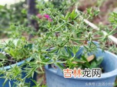 香菜吃了会长斑吗,香菜吃多了人会变黑？