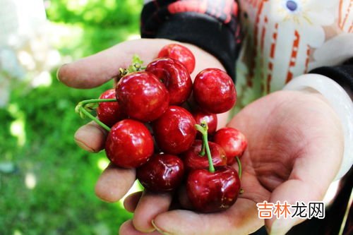 车厘子最多几个j,车厘子几个J分别代表什么意思 车厘子JD是什么等级