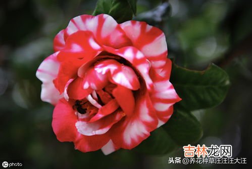 茶花春天什么时候换盆,茶花什么时候换盆好？