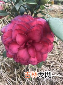 茶花春天什么时候换盆,茶花什么时候换盆好？