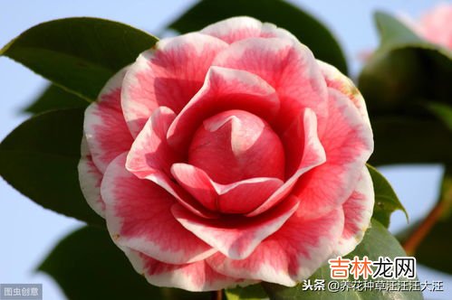 茶花春天什么时候换盆,茶花什么时候换盆好？