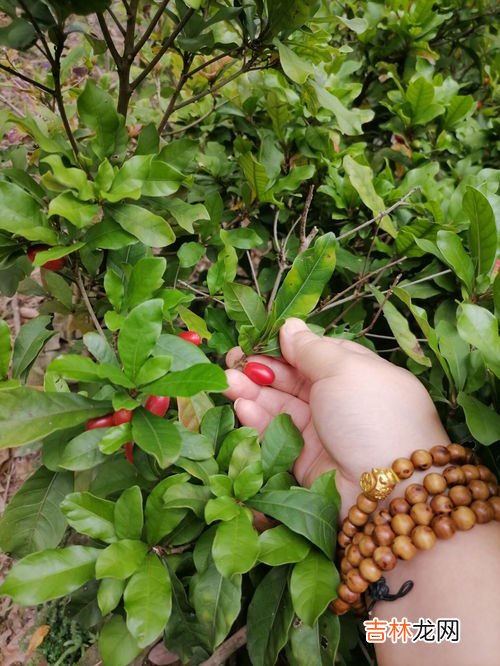 神秘果为何可以将酸转甜芭芭农场,神秘果为何可以将酸转甜？