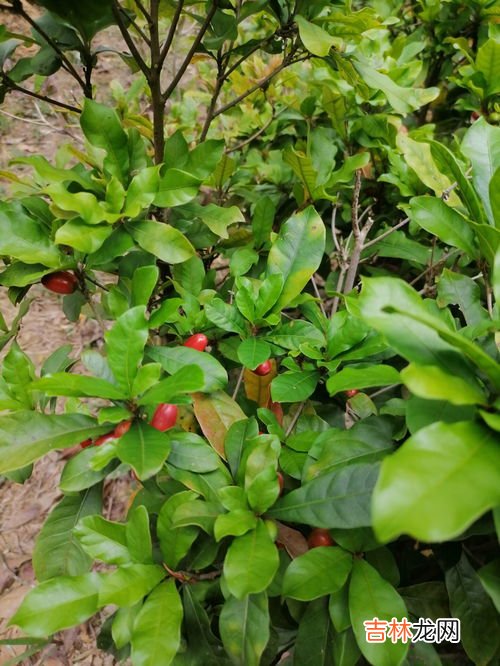 神秘果为何可以将酸转甜芭芭农场,神秘果为何可以将酸转甜？
