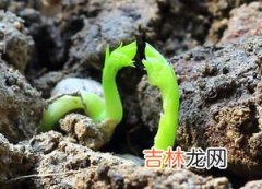 豌豆怎么播种,豌豆苗在土里怎样种植