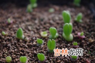 豌豆怎么播种,豌豆苗在土里怎样种植