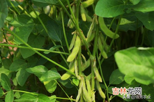 豌豆怎么播种,豌豆苗在土里怎样种植