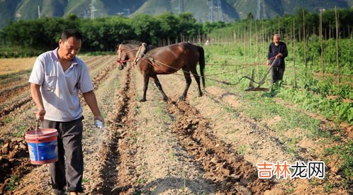 纯纯牛马啥意思,纯牛马啥意思 纯牛马是什么意思