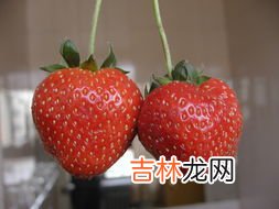 草莓是怎么种出来的,草莓怎么种