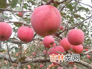 大量苹果冬季储存方法,怎样把大量苹果保鲜和储存时间更长