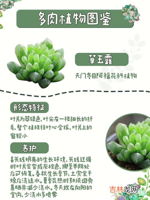草玉露怎么种,草玉露的繁殖方法