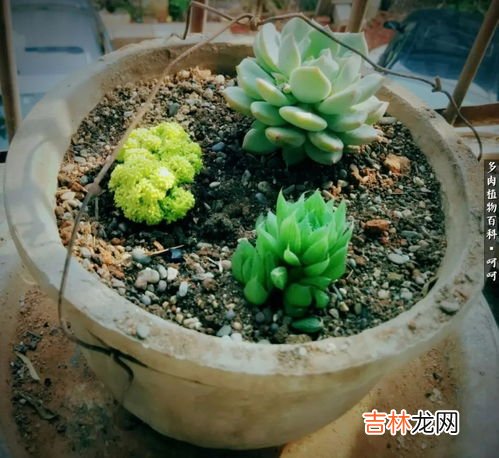 草玉露怎么种,草玉露的繁殖方法