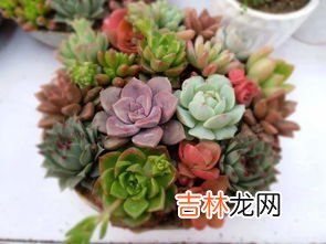多肉植物多久浇一次水,多肉植物多久浇一次?