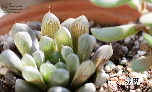 多肉植物多久浇一次水,多肉植物多久浇一次?