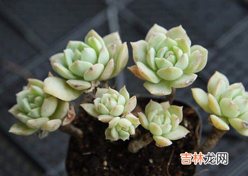 多肉植物多久浇一次水,多肉植物多久浇一次?
