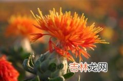 川红花与藏红花的区别,新疆红花与四川红花的区别