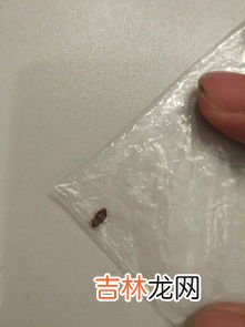 怎样判断床上有臭虫,床上和腿上发现有虫子,如何判断这虫子是不是臭虫?