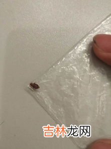 怎样判断床上有臭虫,床上和腿上发现有虫子,如何判断这虫子是不是臭虫?