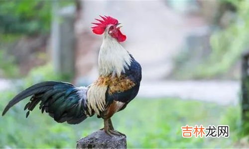 公鸡为什么打鸣,公鸡为什么要打鸣？