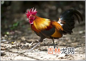 公鸡为什么打鸣,公鸡为什么要打鸣？