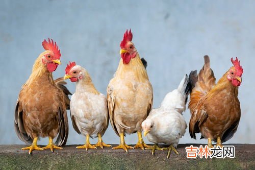 公鸡为什么打鸣,公鸡为什么要打鸣？