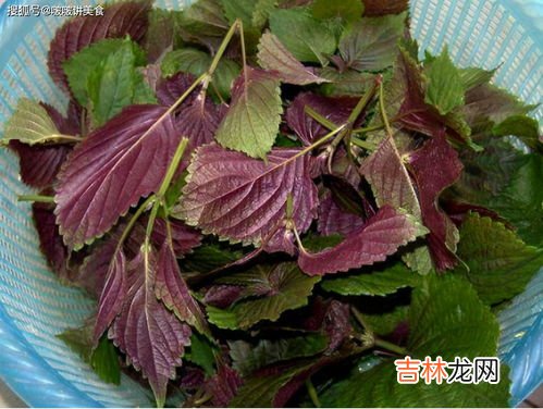 光明好韵的功效是真的吗,光明酸奶的功效与作用 光明噜渴酸奶的好处有什么