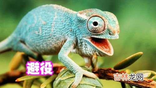 变色龙的特点,变色龙怎么和同伴交流