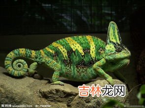 变色龙的特点,变色龙怎么和同伴交流