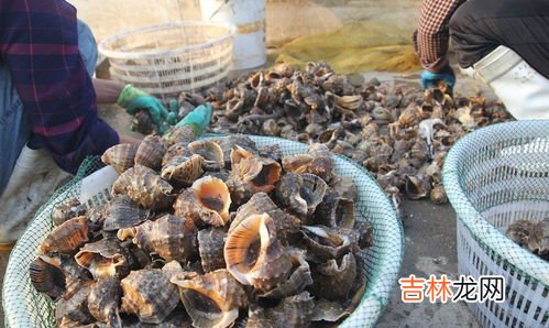 吃海鲜不能吃什么水果,海鲜不可以和什么水果一起吃？