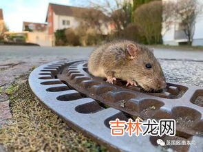 老鼠冬天会出来活动吗,老鼠冬天会出来活动吗?