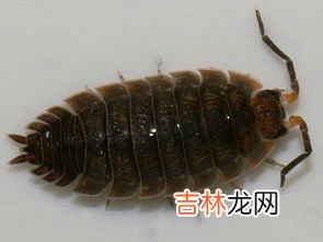 什么是益虫有哪些,什么是益虫有哪些益虫