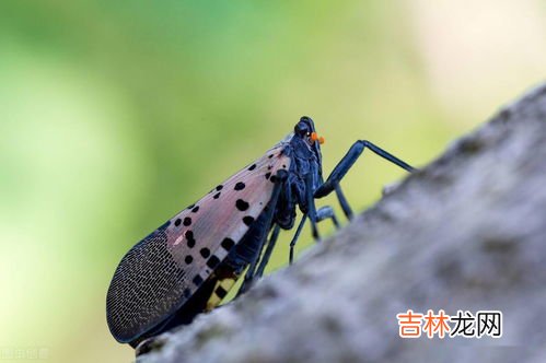 什么是益虫有哪些,什么是益虫有哪些益虫