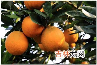 送橙子代表什么意思,送橙子是什么意思