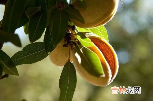 巴旦木产地主要在哪个省,巴旦木是哪里产的?