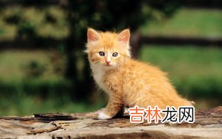 成人羊奶粉十大名牌排行榜 羊奶粉品牌排行榜,羊奶粉十大名牌排行榜