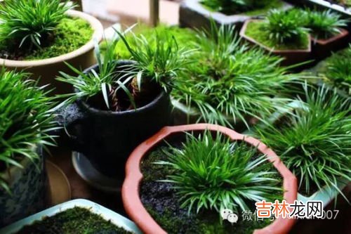 菖蒲是什么植物,菖蒲是什么意思？