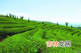茶叶属于什么行业,品茶属于什么行业？