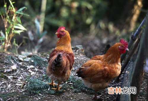 土鸡是什么意思,土鸡是什么意思？