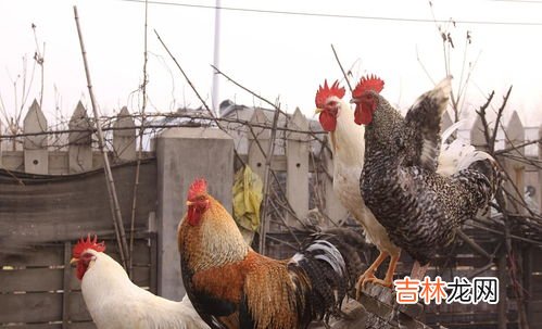 土鸡是什么意思,土鸡是什么意思？