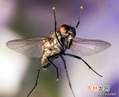 苍蝇没了头还能活多久,苍蝇把头搓掉还能安上去吗？
