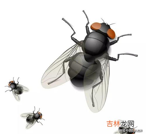 苍蝇没了头还能活多久,苍蝇把头搓掉还能安上去吗？