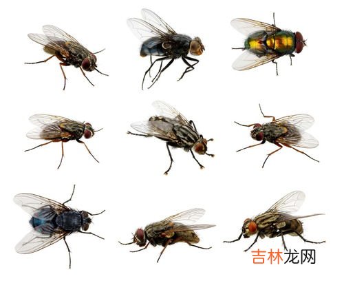 苍蝇没了头还能活多久,苍蝇把头搓掉还能安上去吗？