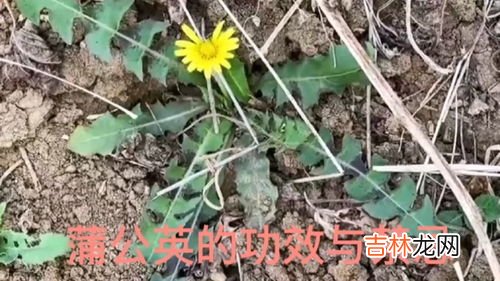 草参的功效与作用,草参的功效与作用及食用方法是什么？