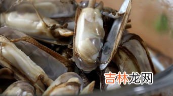 蛏怎么做没沙,蛏子怎么清洗干净 怎样去除蛏子里的泥沙