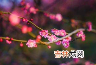 茶梅花养殖方法,茶梅的养殖方法