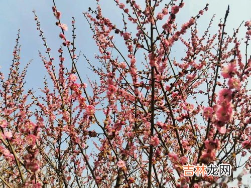 茶梅花养殖方法,茶梅的养殖方法