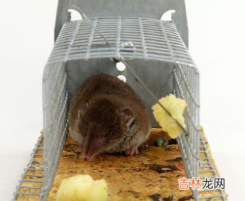 家中有了老鼠如何快速清除,家里有老鼠怎么办 教你几招彻底清除家里老鼠
