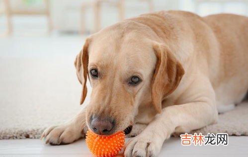 金毛和拉布拉多的区别是什么,拉布拉多和金毛的区别有什么