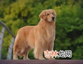 金毛和拉布拉多的区别是什么,拉布拉多和金毛的区别有什么